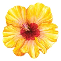 Yellow Hibiscus Placemat